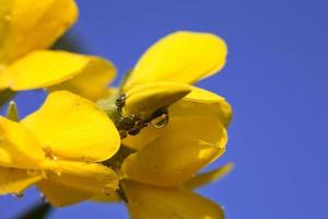 flores silvestres amarelas em saskatchewan foto