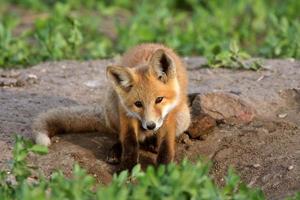filhote de raposa vermelha em saskatchewan foto