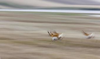 antílope pronghorn correndo foto