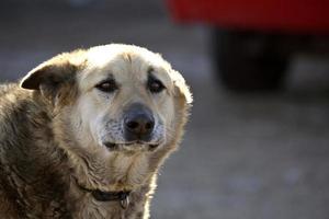 um cachorro velho de ferro-velho foto