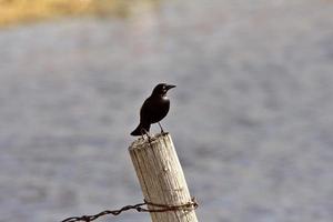 grackel comum no post perto de um buraco na estrada foto