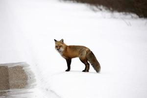 raposa vermelha no inverno foto