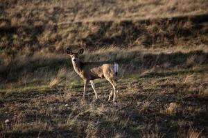 veado-mula na primavera em saskatchewan foto