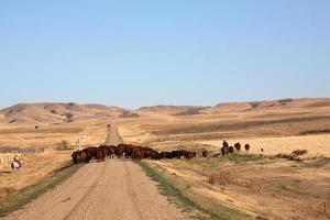 passeio de gado na pitoresca saskatchewan foto