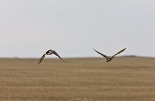 patos-reais em voo no canadá foto