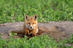 filhote de raposa vermelha em saskatchewan foto