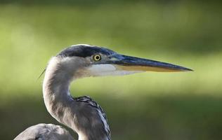 grande garça azul na Flórida foto