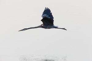 grande garça azul voando sobre as águas da Flórida foto