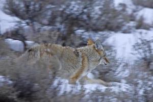 parque de yellowstone wyoming inverno neve coiote foto