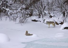 parque de yellowstone wyoming inverno neve coiote foto