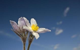 flor de açafrão da primavera foto