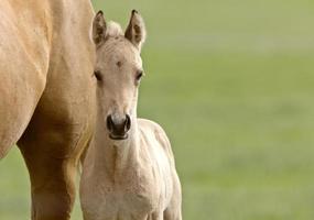 cavalo e potro foto