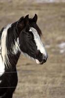 cavalo no pasto de inverno foto