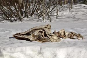 osso da mandíbula e espinha de um membro morto da família dos cervos foto