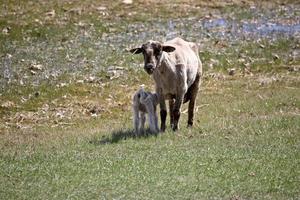 ovelha com cordeiro no pasto de saskatchewan foto