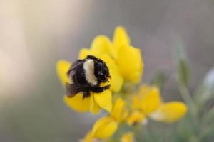 abelha de mel em flores silvestres em saskatchewan foto