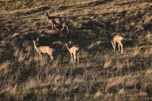 veado-mula na primavera em saskatchewan foto