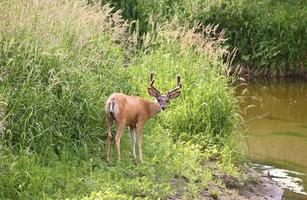 veado-mula buck ao longo de um rio saskatchewan foto