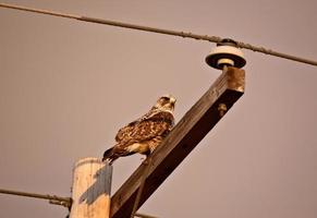 falcão de pernas ásperas empoleirado no poste de energia foto