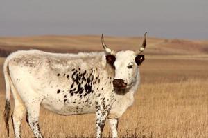 boi longhorn no pasto de saskatchewan foto