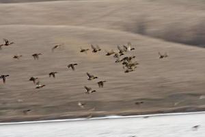 patos-reais em voo sobre o lago buffalo pound foto