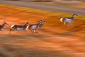 antílope pronghorn correndo pelo campo de saskatchewan foto