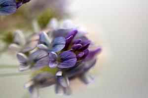 aglomerado de flores silvestres azuladas na pitoresca saskatchewan foto