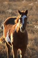 cavalo pinto no pasto de verão foto