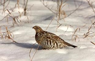 galo silvestre de cauda afiada no inverno do canadá foto