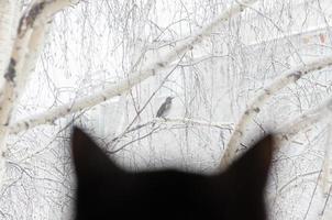 silhueta de um gato preto observando o pássaro pela janela. foto