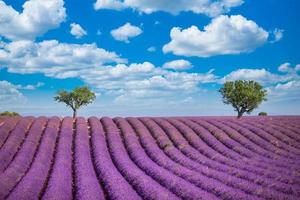 paisagem deslumbrante com campo de lavanda sob a luz do sol. florescendo violeta perfumado lavanda flores brilhante azul céu nublado. paisagem de natureza de verão foto