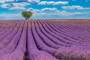 paisagem deslumbrante com campo de lavanda sob a luz do sol. florescendo violeta perfumado lavanda flores brilhante azul céu nublado. paisagem de natureza de verão foto