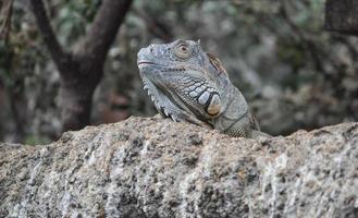 animal réptil lagarto foto