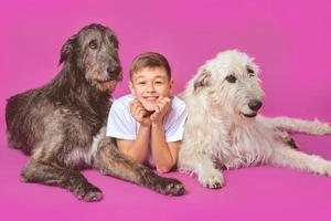 curioso alegre adolescente de onze anos em t-shirt branca e jeans com wolfhounds irlandeses cinza e brancos em fundo de cor fúcsia em estúdio fotográfico foto