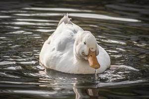 pato branco nadando em um lago, close-up foto
