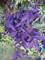 flores incríveis nos jardins botânicos de israel coloridas e bonitas foto