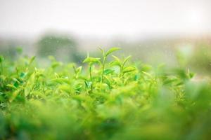 folhas frescas de chá verde crescendo na plantação de chá choui fong
