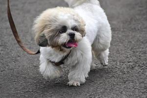 lindo cachorro maltês andando e brincando no parque foto