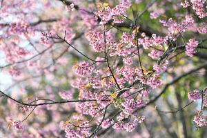 flores de prunus cerasoides florescendo de manhã é uma flor na tailândia que se parece com flores de cerejeira no japão foto