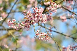 flores de prunus cerasoides florescendo de manhã é uma flor na tailândia que se parece com flores de cerejeira no japão foto