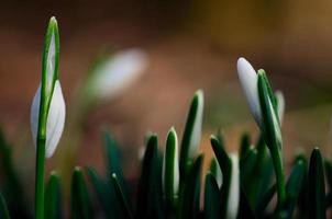 gotas de neve na floresta foto