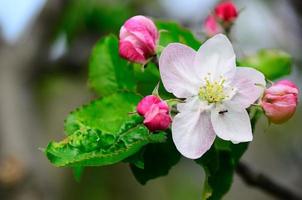 flores de maçã e formigas foto