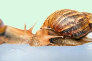 dois caracóis achatina gigante isolado foto