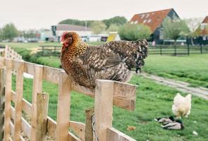 frango doméstico está sentado em cima do muro na aldeia foto