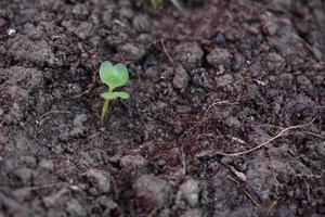 planta de rabanete pequena foto