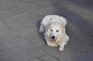 cão branco mamífero animal foto