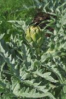 globo alcachofra cynara cardunculus legumes, comida vegetariana foto