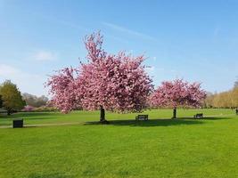árvores com flores cor de rosa na primavera no Parque Battersea foto