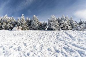 pinheiro nevado na estância de esqui da serra nevada foto