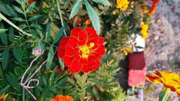 tagetes erecta, calêndula asteca, calêndula mexicana, calêndula grande, flor desabrochando da primavera foto